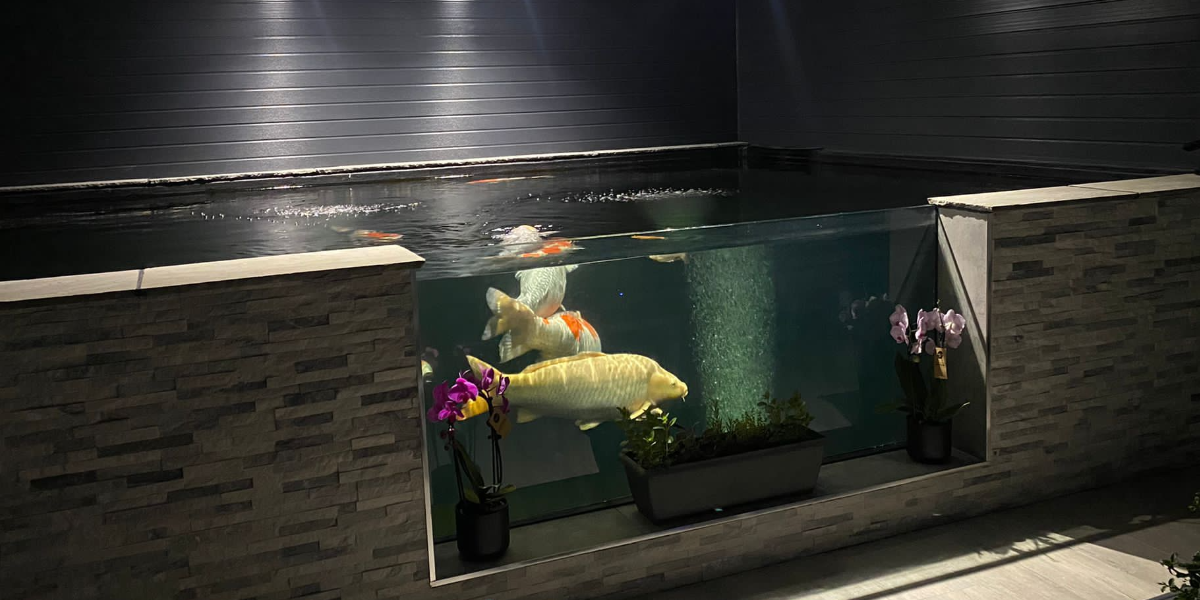 Buying Koi: A Guide For All Koi Enthusiasts