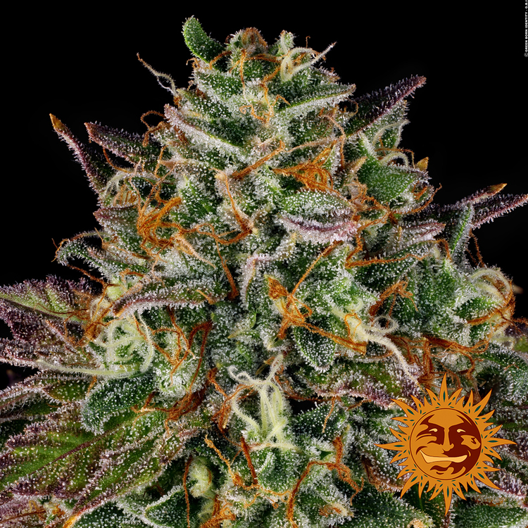 Better Other sites for choosing THC Vape Pens On line