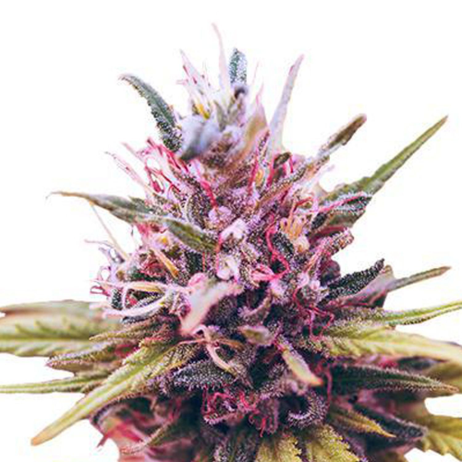 Get Marijuana Vegetables Online The greatest Marijuana Vegetables Lender regarding the United states