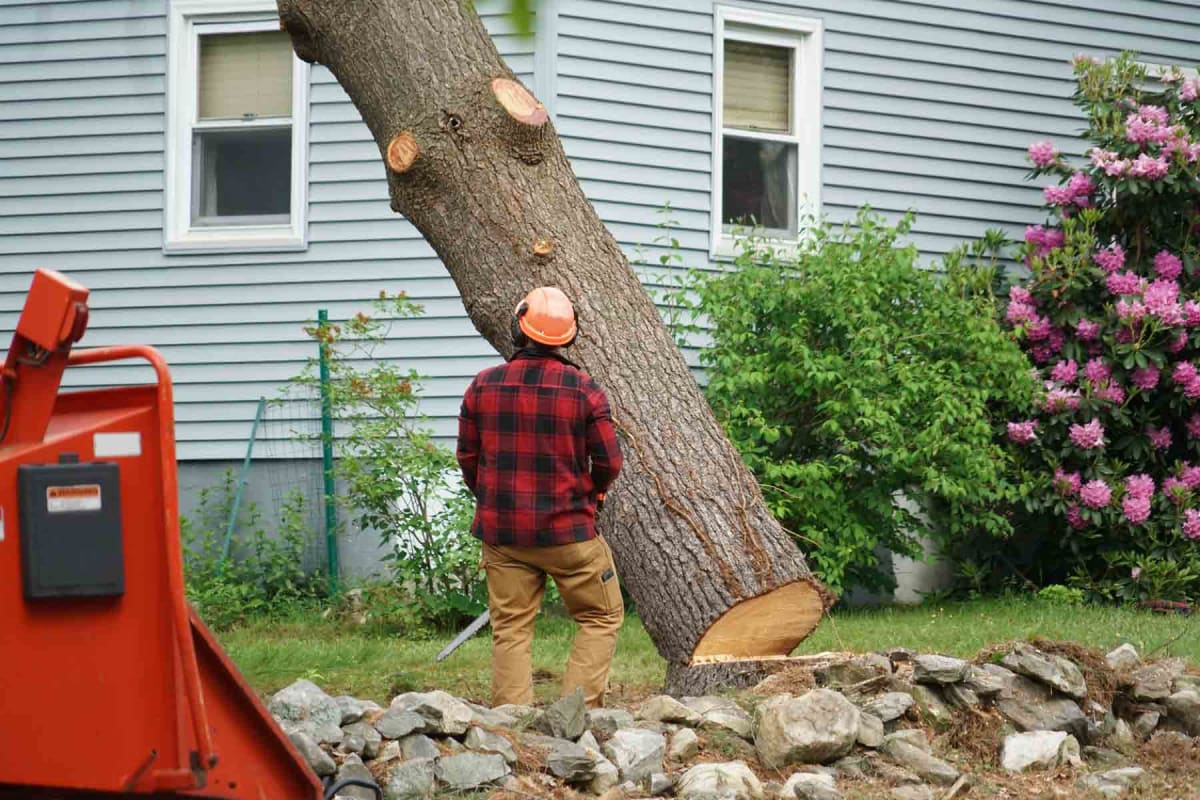 Safe and Healthy Landscapes with Expert Tree Trimming in Philadelphia, PA