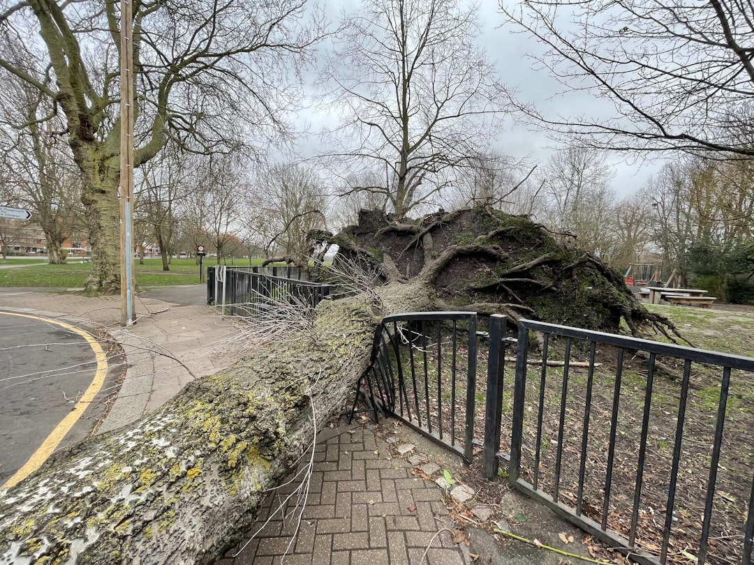 An uprooted tree lying against a fence in a park setting