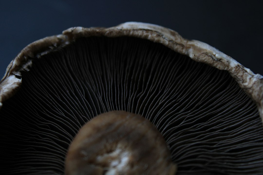 close-up view of the gills of a mushroom